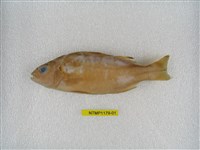 藏品(花身鯻)的圖片